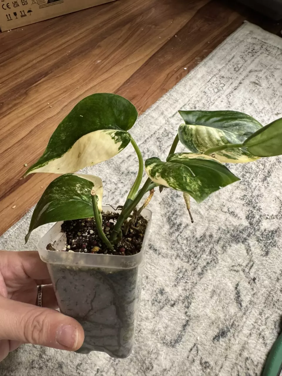 plant/Scindapsus Jade Satin Albo-1