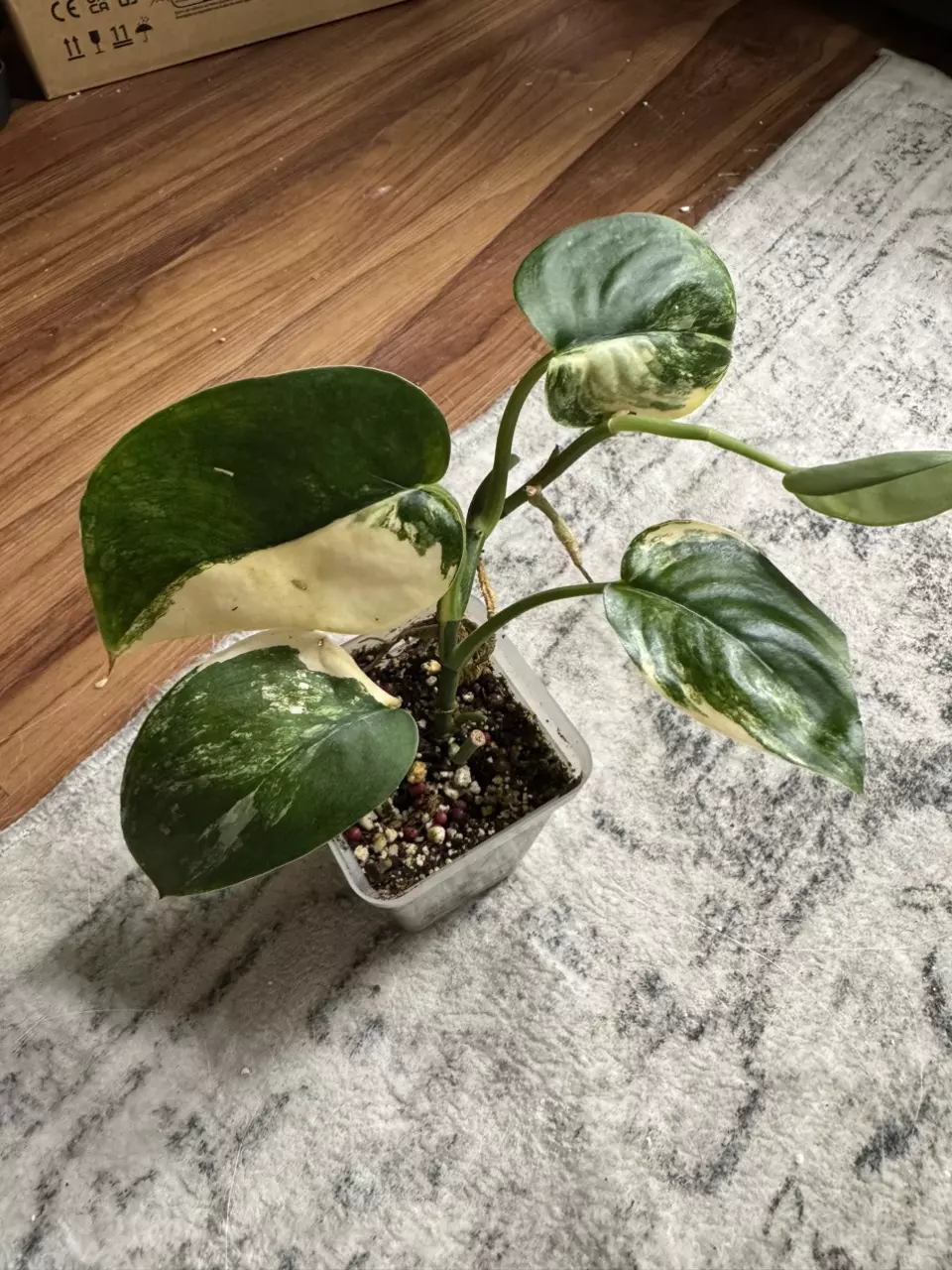 plant/Scindapsus Jade Satin Albo-0