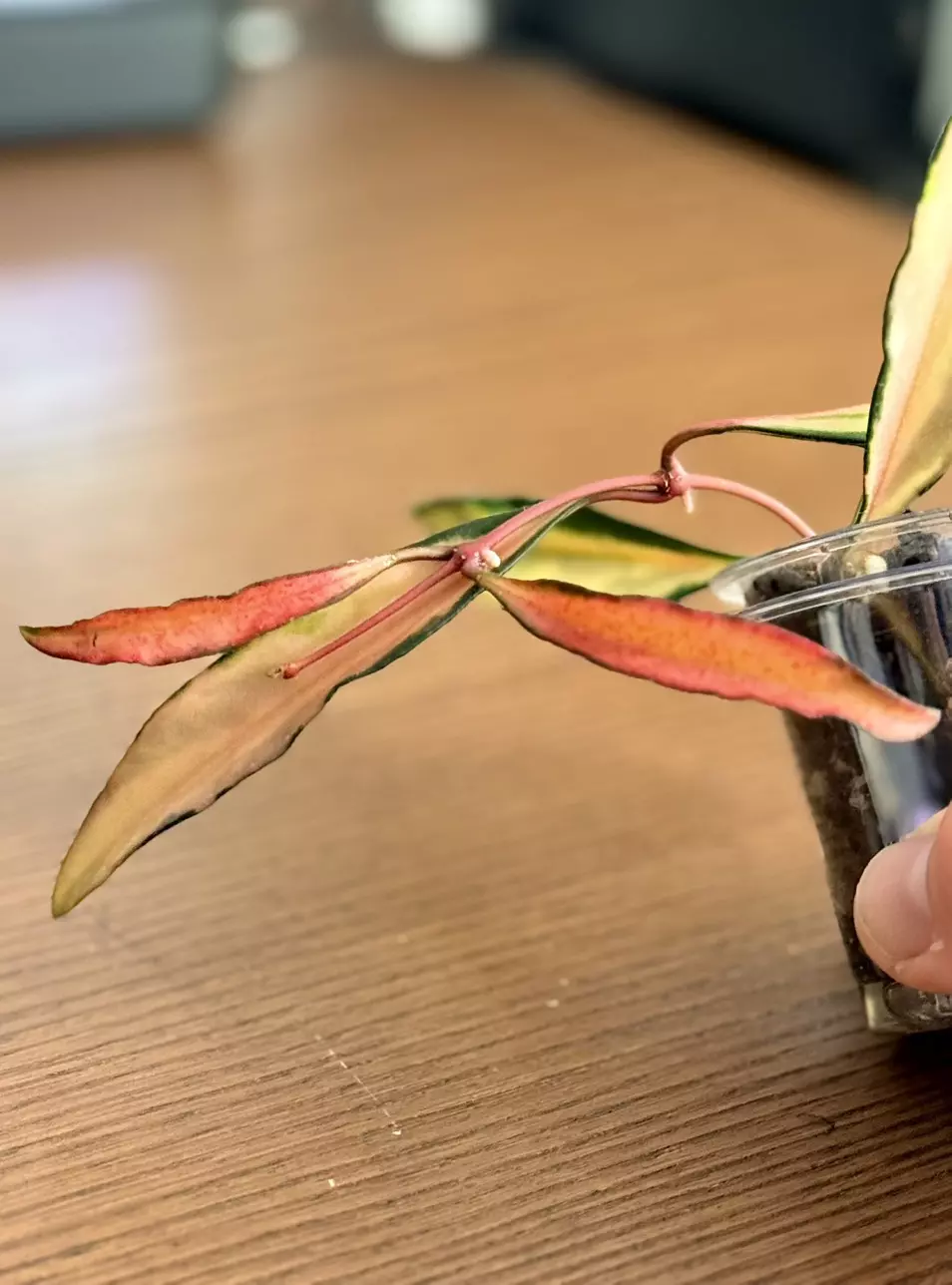 plant/Hoya wayetii variegated (tricolor) cutting-3