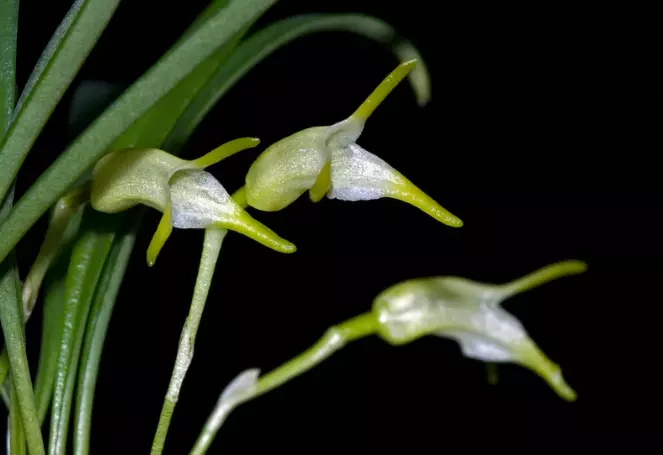 plant/#15 Masdevallia Trigonopetala-0
