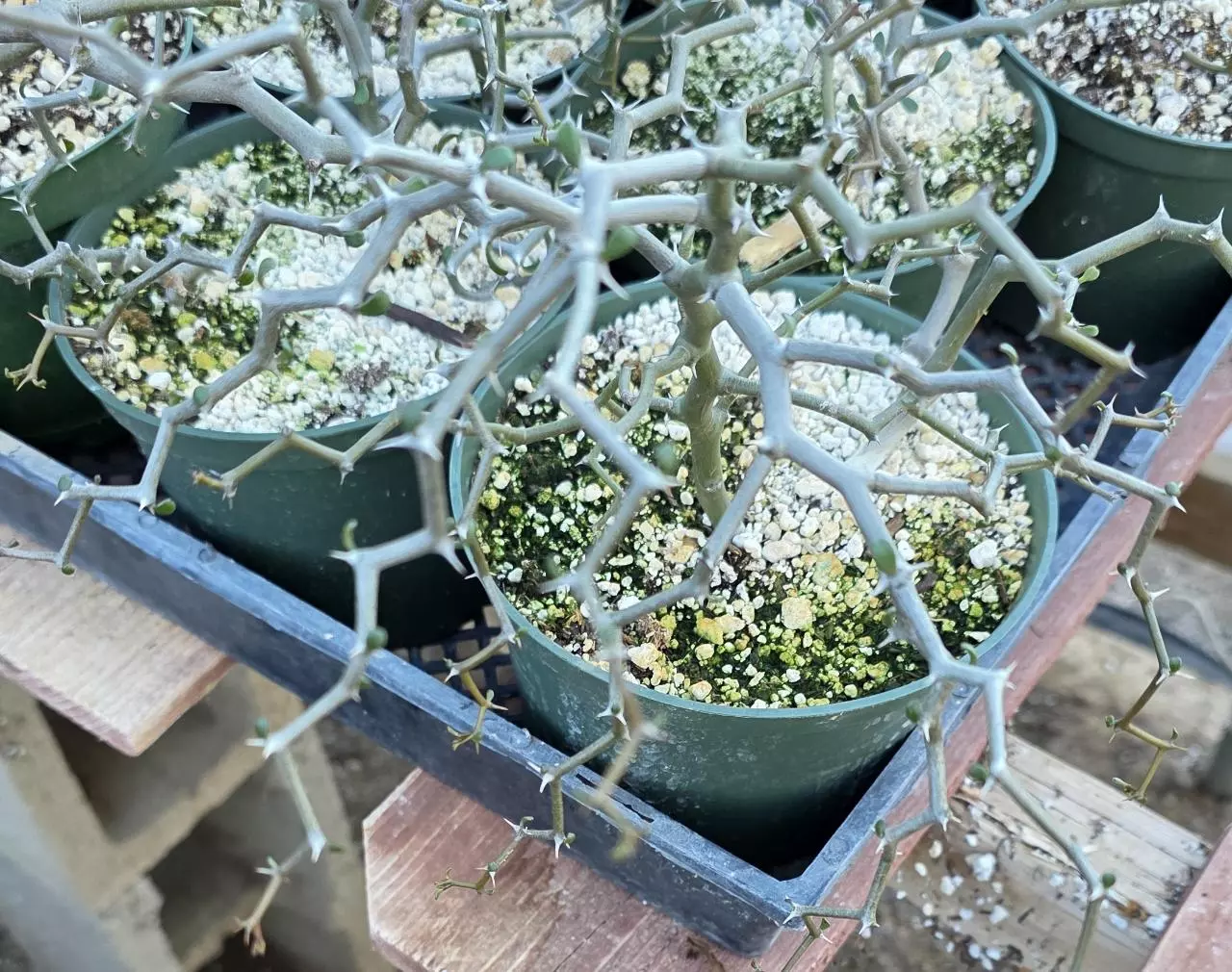 plant/Decarya madagascariensis-0