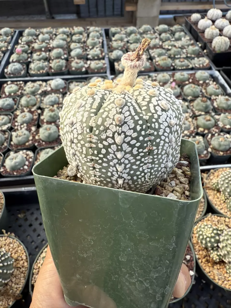 plant/Astrophytum 3.75" pot-1