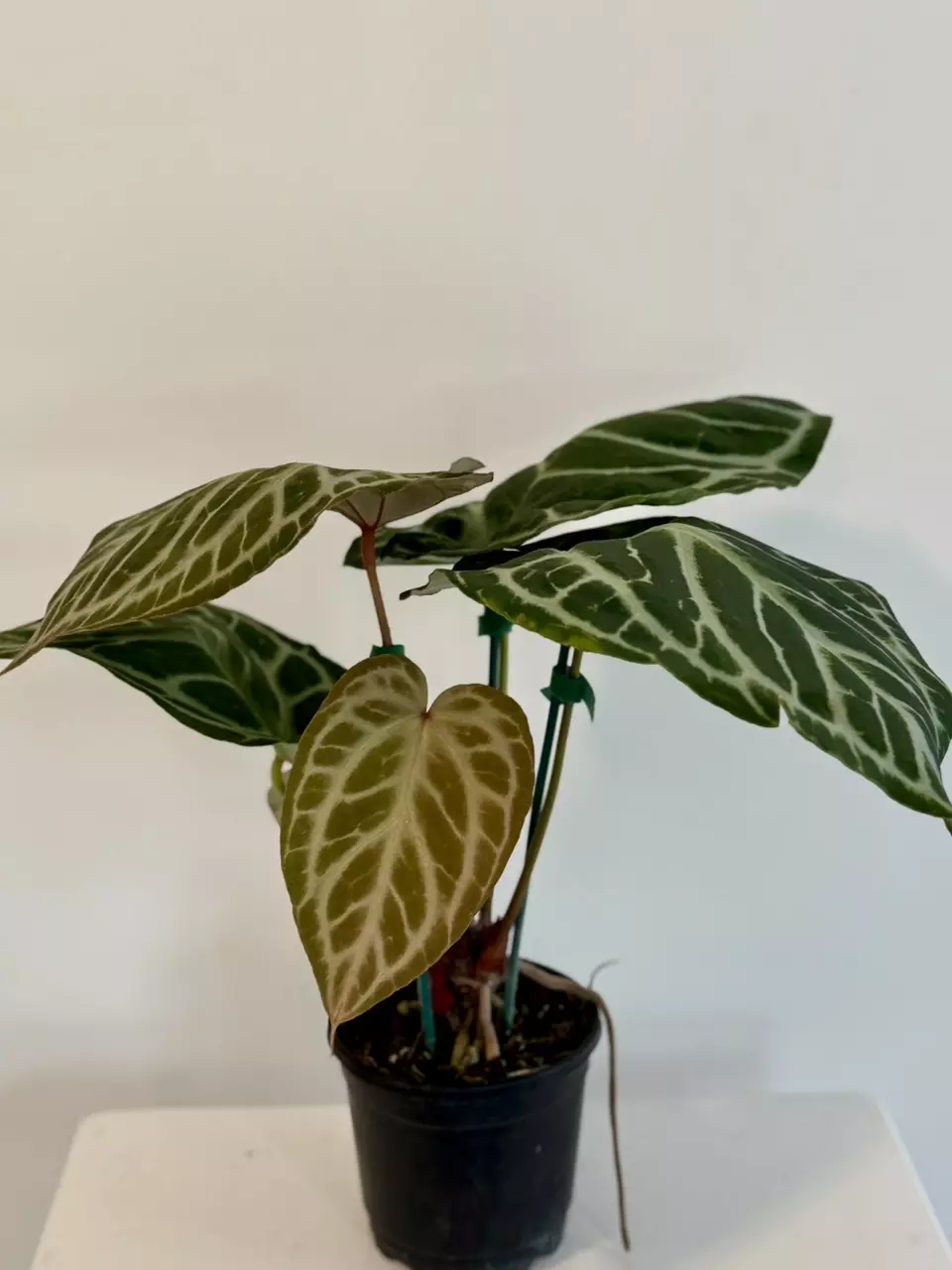 plant/5” Anthurium ‘Silver Tiger’ x (RC x Dorayaki)-4