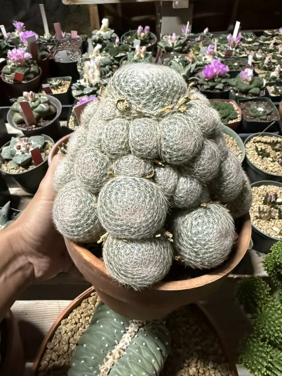 plant/Mammillaria Lenta cluster 6" pot-3
