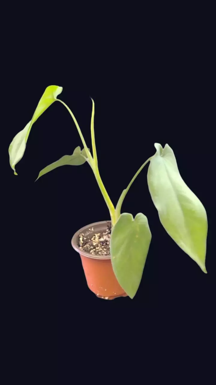 plant/Syngonium macrophyllum-1