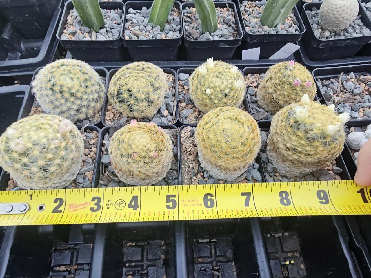 plant/Mammillaria Scheideana Growers Choice-0