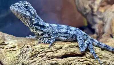 plant/Australian Frilled Dragons 1.1.-3-thumbnail