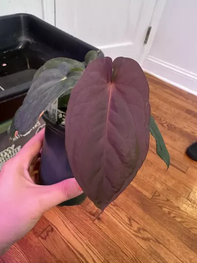 plant/Anthurium dress oliver x bvep felix-0-thumbnail