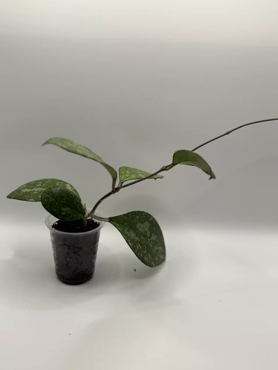 plant/Hoya crassipetolata x Michele clone 2-4