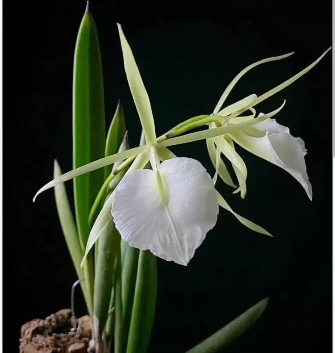 plant/B nodosa lady of the night orchid-0