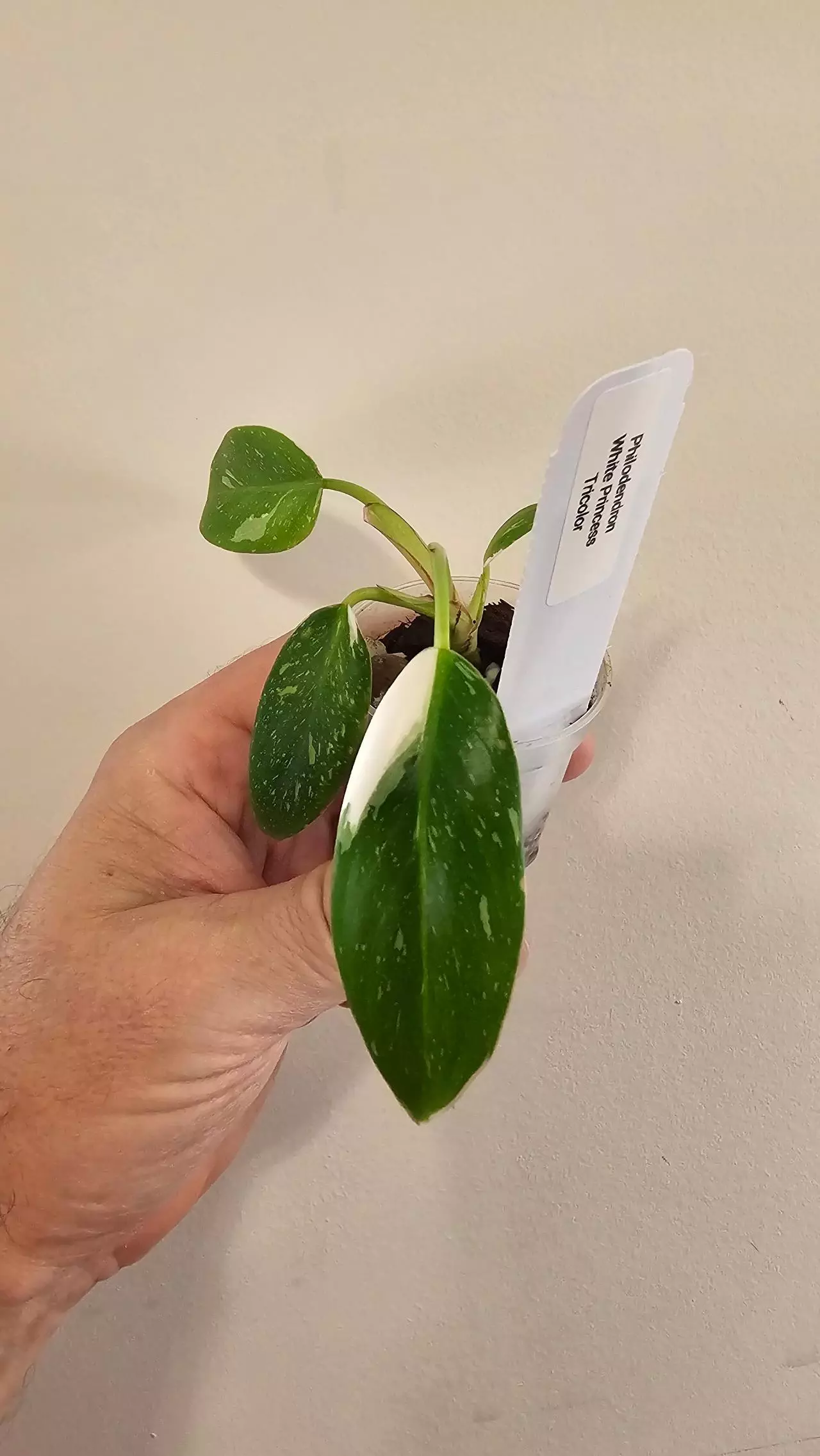 plant/Philodendron White Princess Tricolor-1