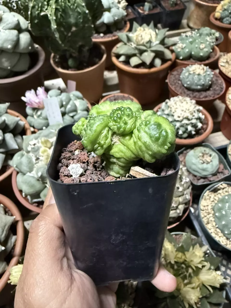 plant/Mammillaria Bocasana cv Fred 2.25" pot-1