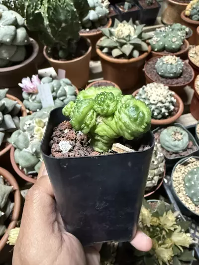 plant/Mammillaria Bocasana cv Fred 2.25" pot-1-thumbnail