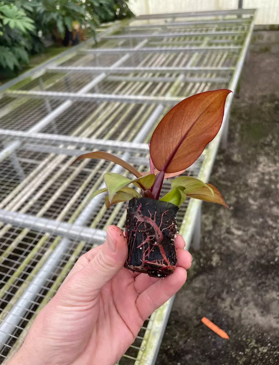 plant/Philodendron mccolleys finale starter plant growers choice-5