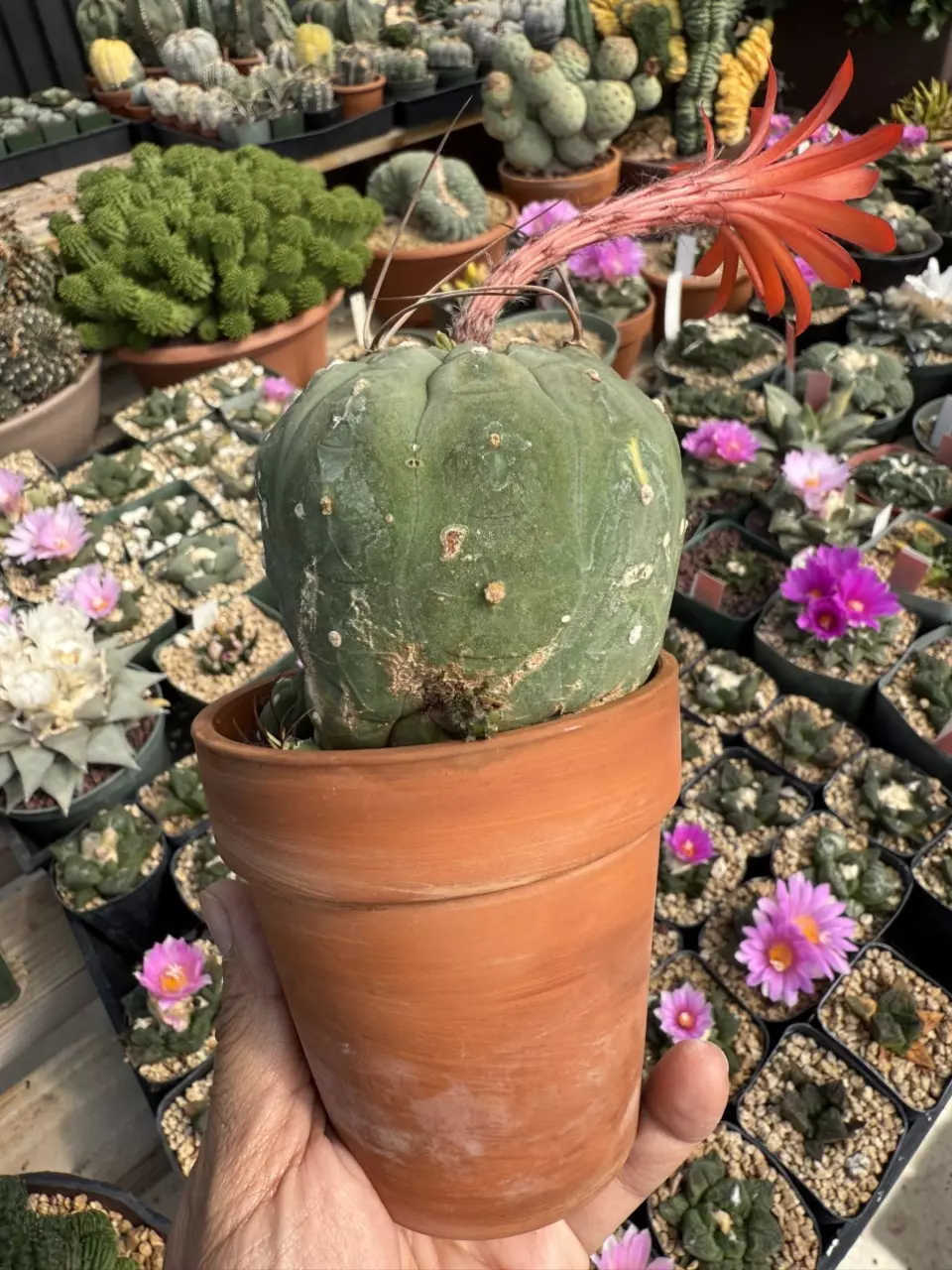 plant/Matucana Madisonorium seed grown slightly variegated-1