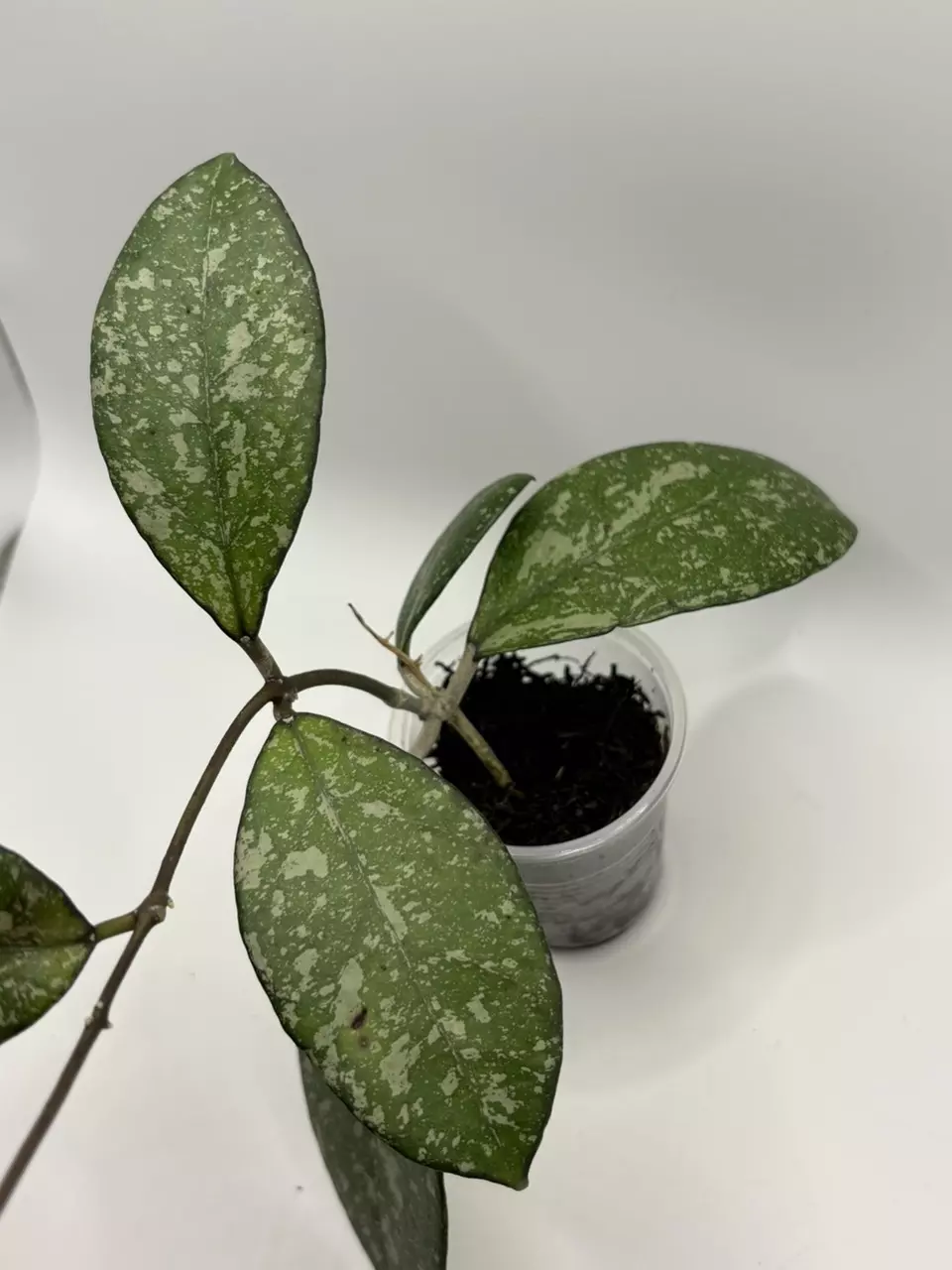 plant/Hoya crassipetolata x Michele clone 2-0