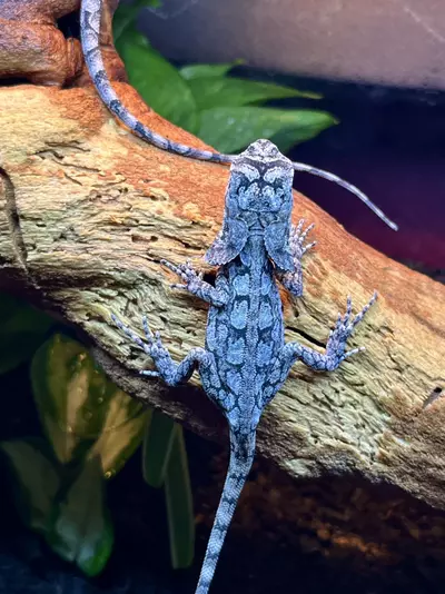 plant/Australian Frilled Dragons 1.1.-4-thumbnail