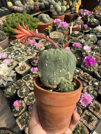 plant/Matucana Madisonorium seed grown slightly variegated-2-thumbnail