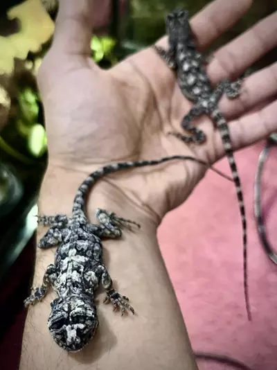 plant/Australian Frilled Dragons 1.1.-1-thumbnail