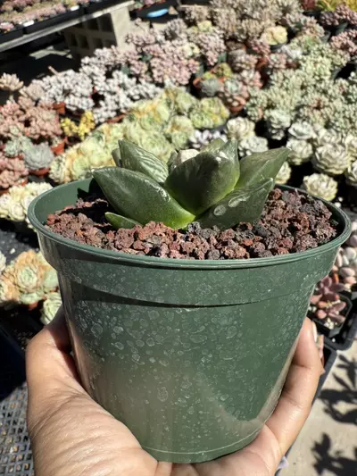 plant/Ariocarpus Retusus seed grown 5" pot-1-thumbnail