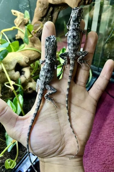 plant/Australian Frilled Dragons 1.1.-2-thumbnail