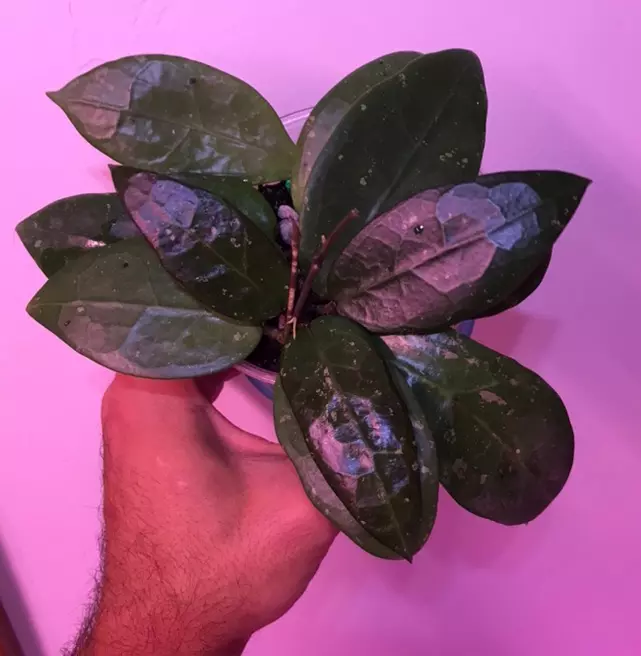 plant/Hoya AH 026 MILF😂💯multiple well rooted plants and some freshly rooted cuttings🔥-0