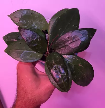 plant/Hoya AH 026 MILF😂💯multiple well rooted plants and some freshly rooted cuttings🔥-0-thumbnail