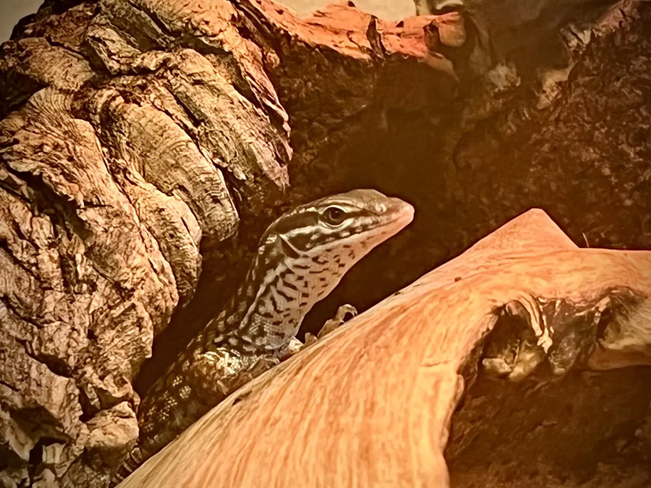 plant/Red Ackie Monitor baby-0