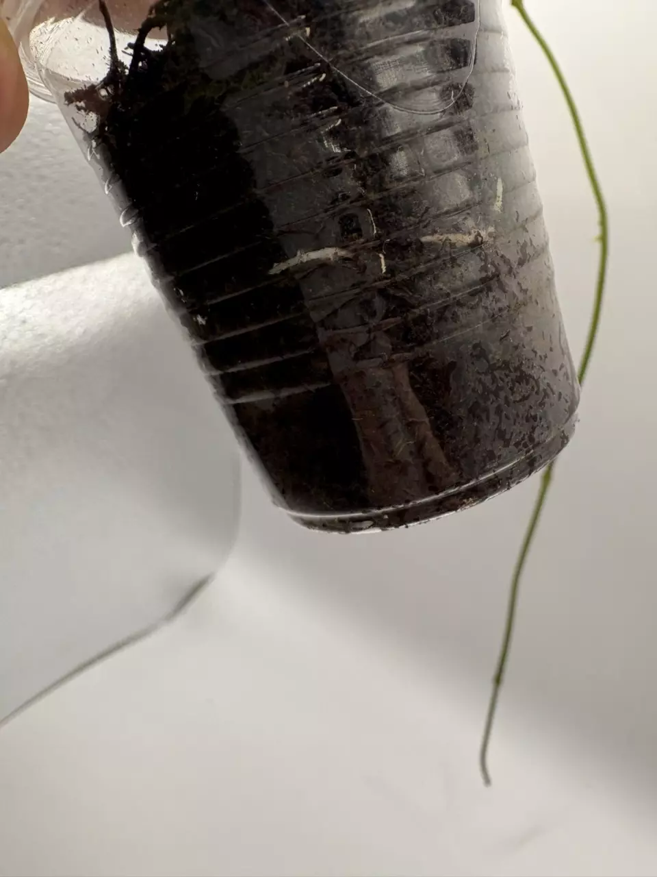 plant/Hoya Snow Queen-4