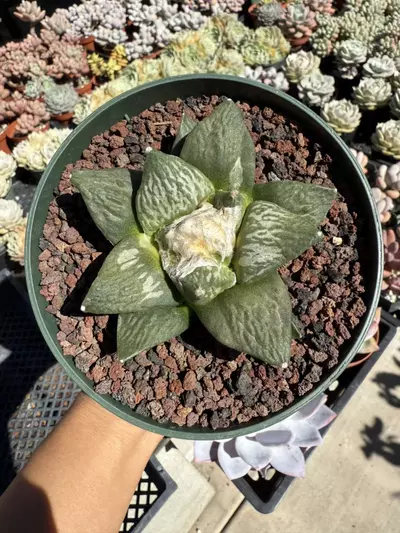 plant/Ariocarpus Retusus seed grown 5" pot-2-thumbnail