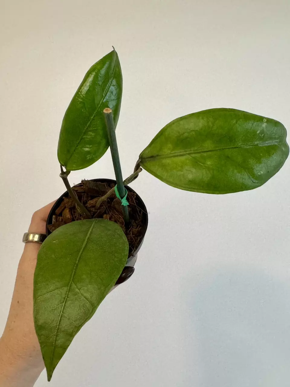 plant/3” Hoya Aceh Gomas-4