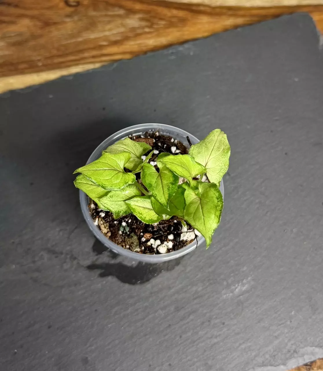 plant/Syngonium Red Yami (187)-0