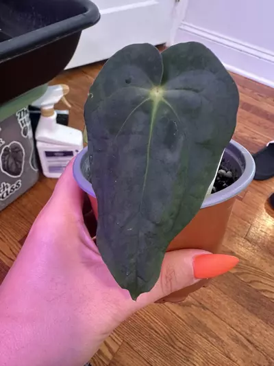 plant/Anthurium Doc 5 antolakii x antolakii-0-thumbnail