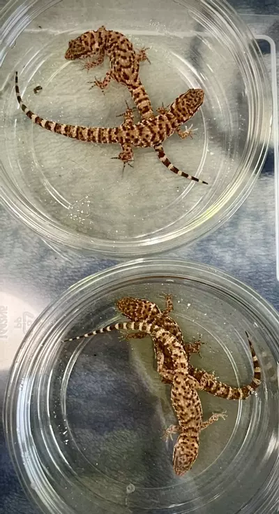 plant/Heteronotia binoei Adults 4ct-0-thumbnail