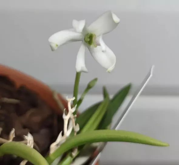 plant/#52 Leptotes Bicolor Var. Albescens-0