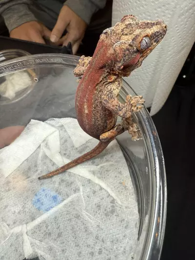 plant/Male Redstripe-0-thumbnail