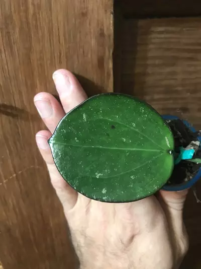 plant/Stunning Hoya sp. Da Lat Round Leaf Fresh Unrooted Cutting-0-thumbnail