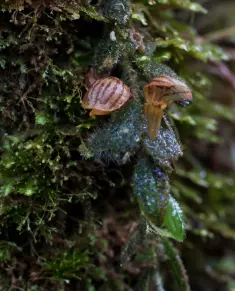 plant/#13 Andinia Piloselia-0