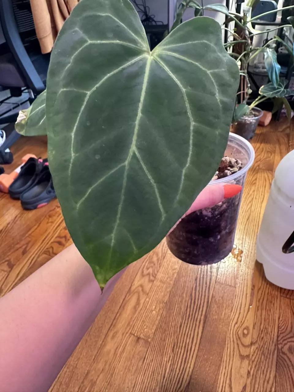 plant/Anthurium Bess aff x ftg crystal-0