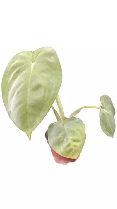 plant/Syngonium chiapense frosted heart-2-thumbnail