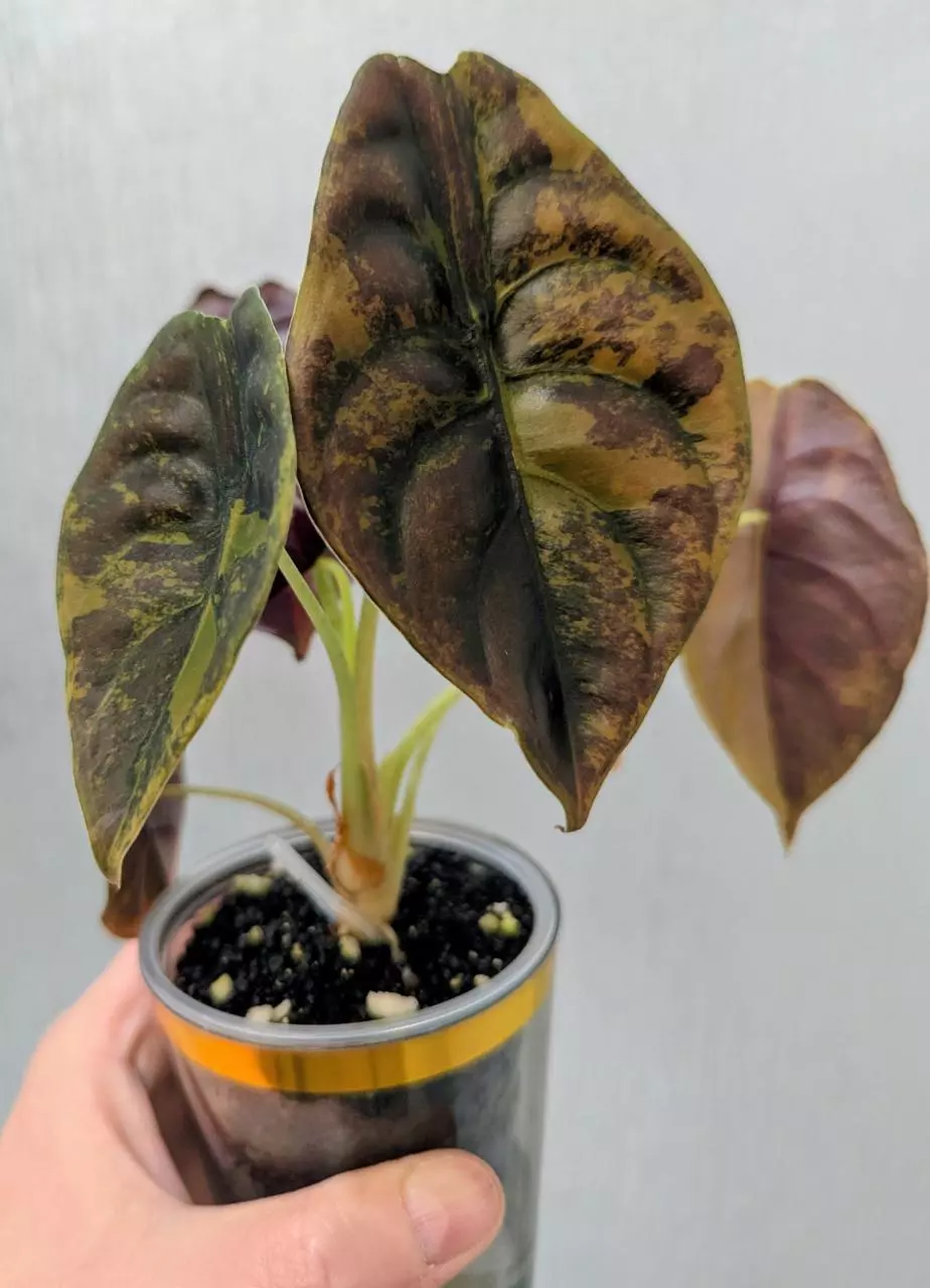 plant/Gold Latte Cuprea-1