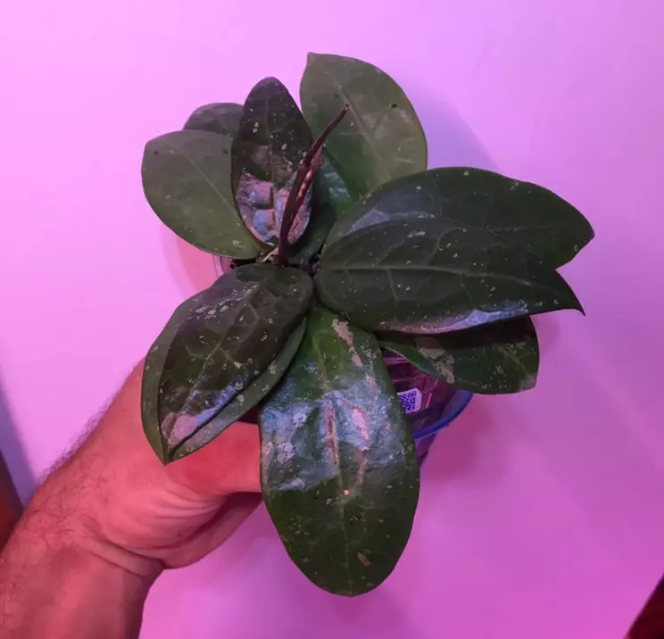 plant/Hoya AH 026 MILF😂💯multiple well rooted plants and some freshly rooted cuttings🔥-1