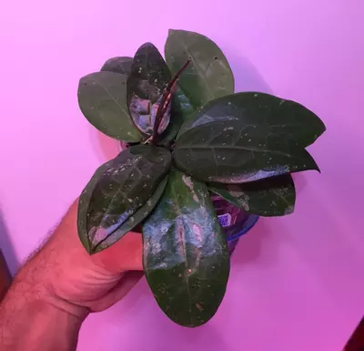 plant/Hoya AH 026 MILF😂💯multiple well rooted plants and some freshly rooted cuttings🔥-1-thumbnail