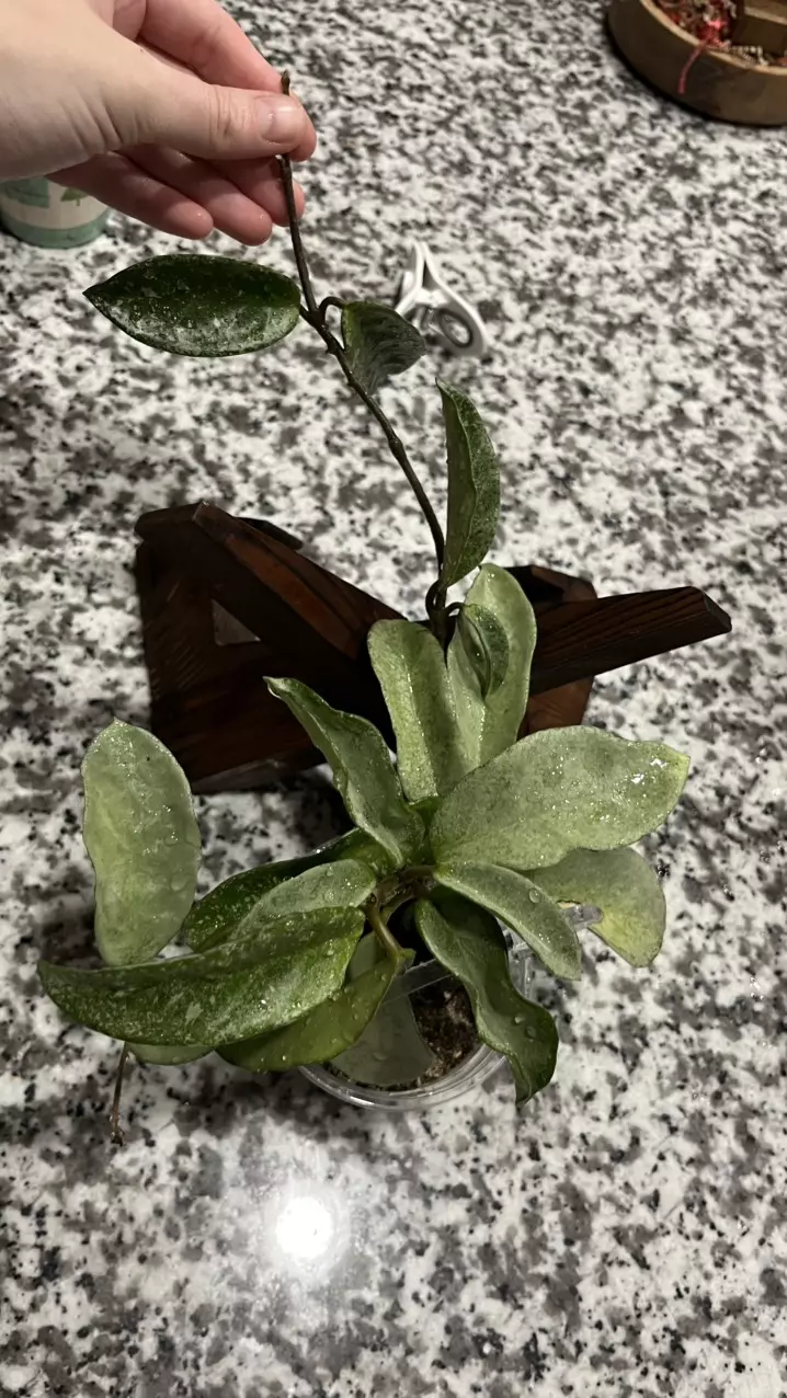 plant/Hoya nova ghost-0