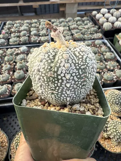 plant/Astrophytum 3.75" pot-2-thumbnail