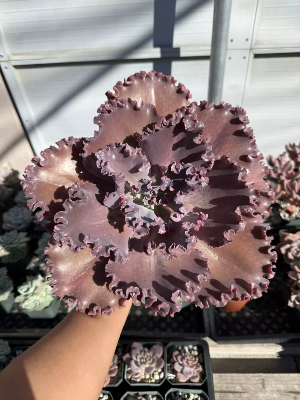 plant/E. Jane Naylor 11" plant size-0