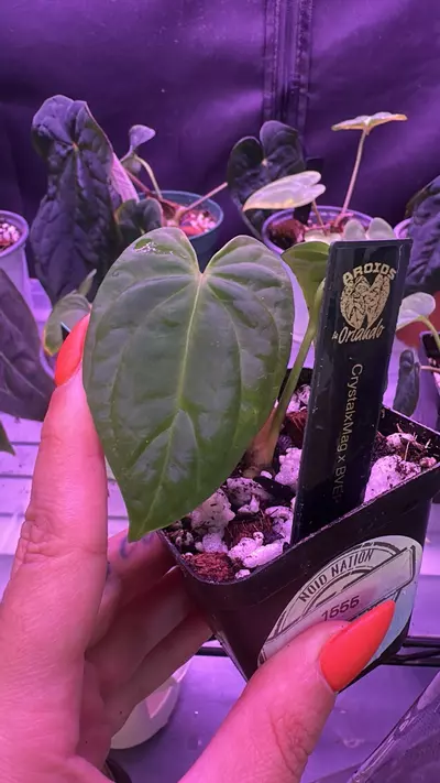 plant/Anthurium crystalmag x bvep-0-thumbnail