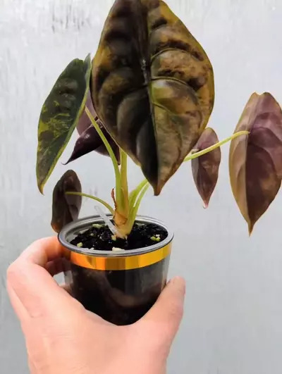 plant/Gold Latte Cuprea-3-thumbnail