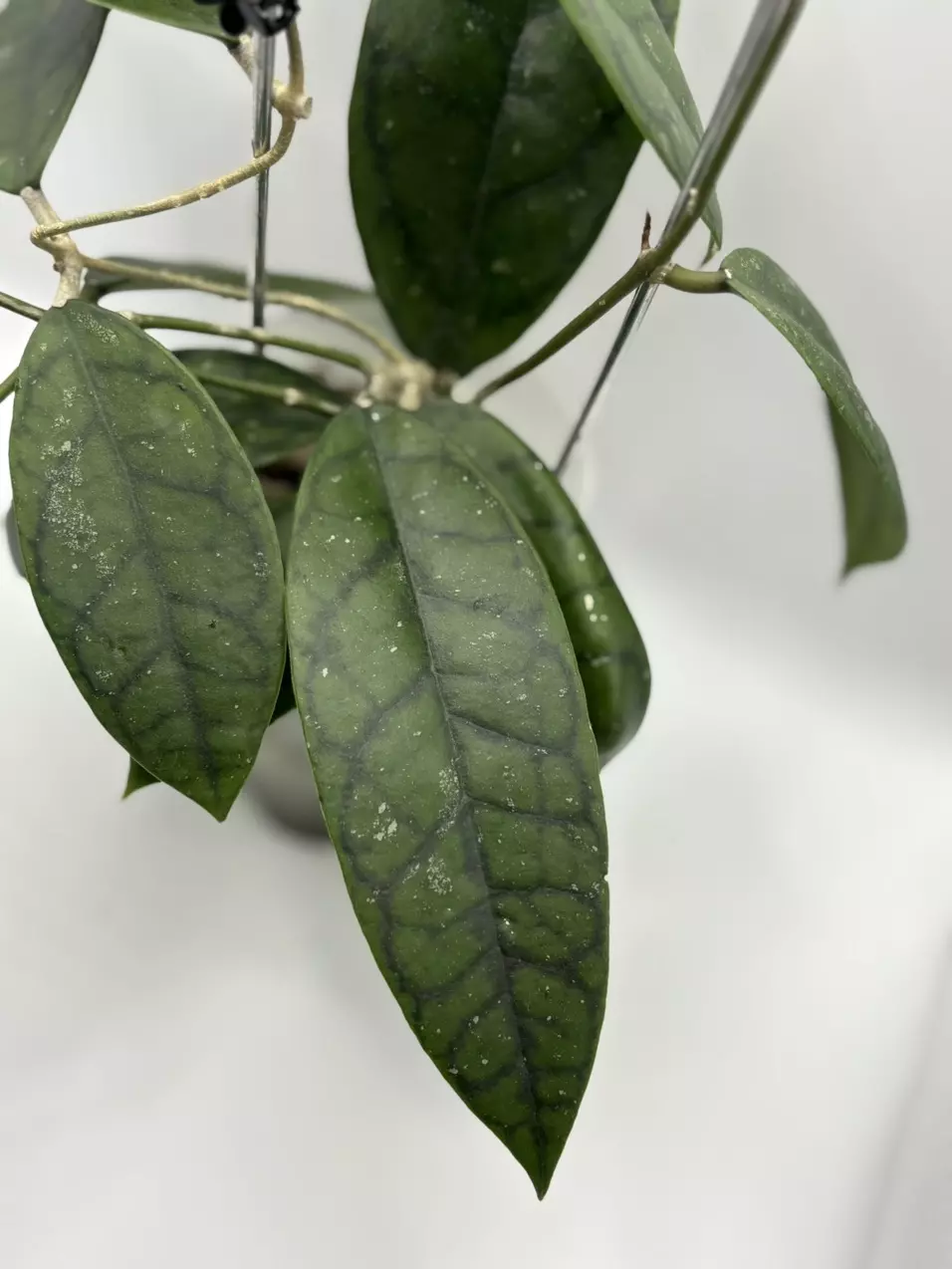 plant/Hoya WRX-02 (Hoya verticillata Lite Pink x Hoya callistophylla) in self-watering-1