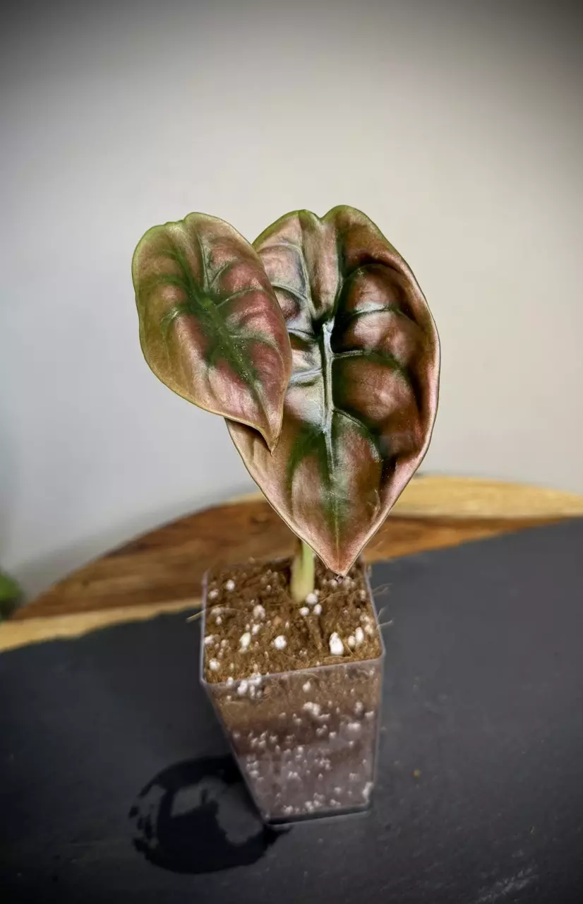 plant/Alocasia Cuprea Red Secret (181)-0